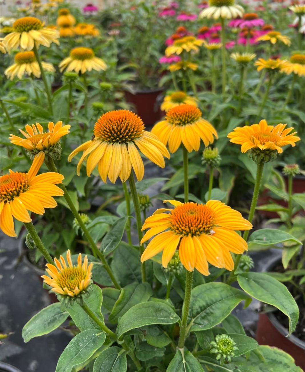 ～365植物心语～ 🌿✨📅 0️⃣8️⃣月0️⃣4️⃣日今日植物：松果菊（紫