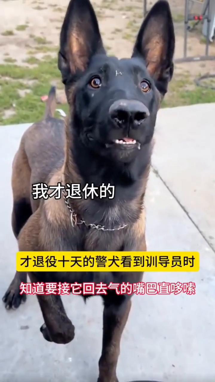 才退役十天的警犬看到训导员时，知道要接它回去气的嘴巴直哆嗦。都退休了上什么班？造