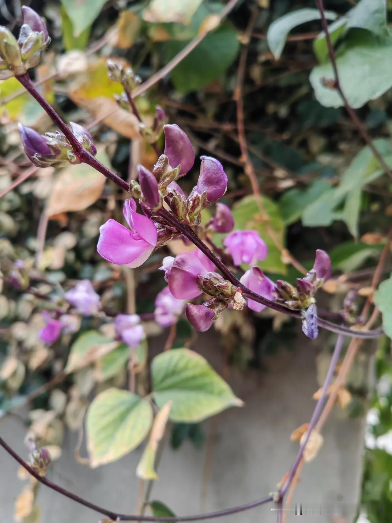 分享一张花的图片
