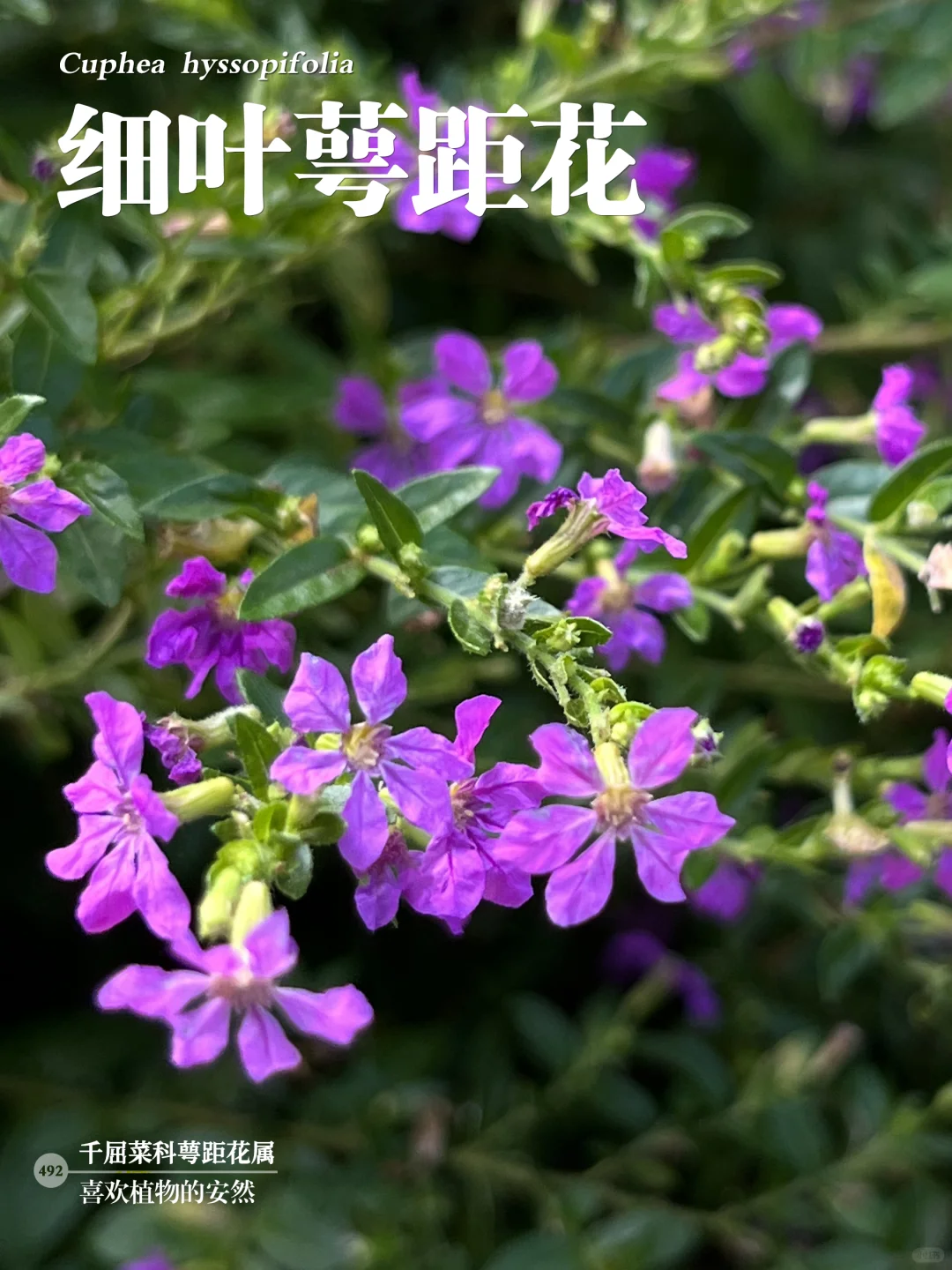 福州植物打标492｜细叶萼距花