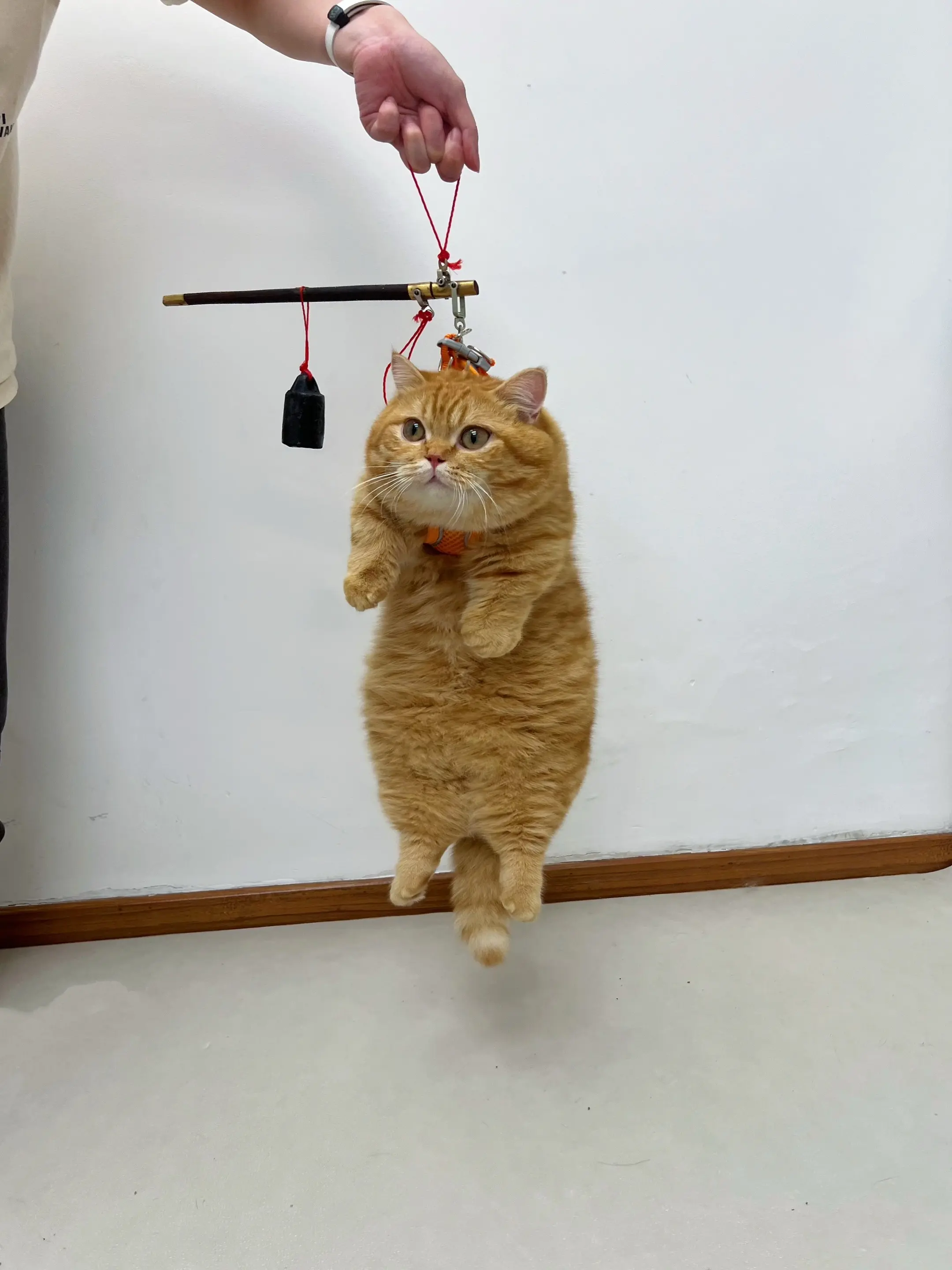 520礼物送你一只烤乳猪可好？猫咪日常