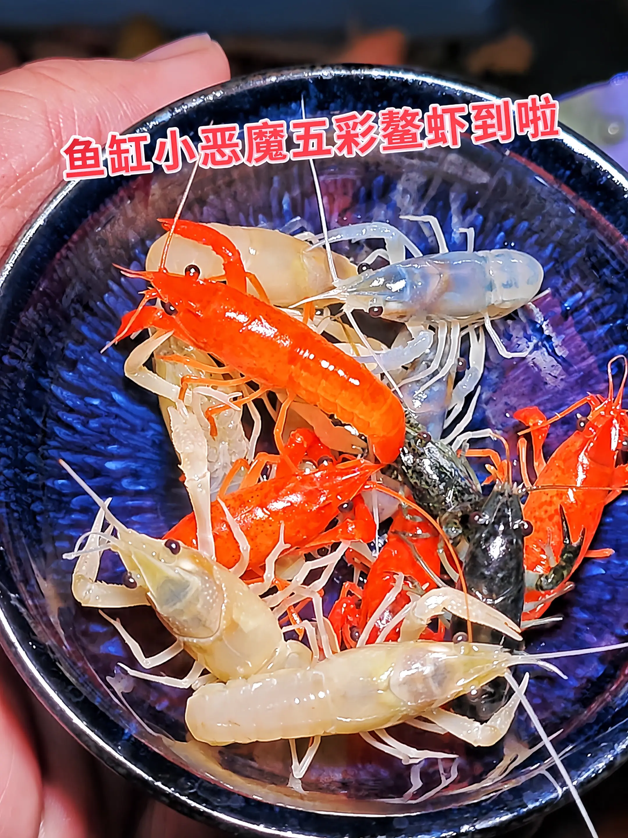 作为“水底清道夫”，鳌虾会主动啃食藻类、残渣，减少水质污染，维持鱼缸生...