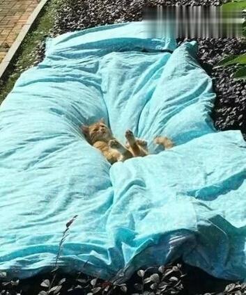 冬天的时候，还是不要把被子放在太阳底下晒太久了，不然会长出喵星人哦！