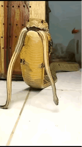 【大蛇吃小蛇】眼镜王蛇不仅吃蛇 ，还吃同类