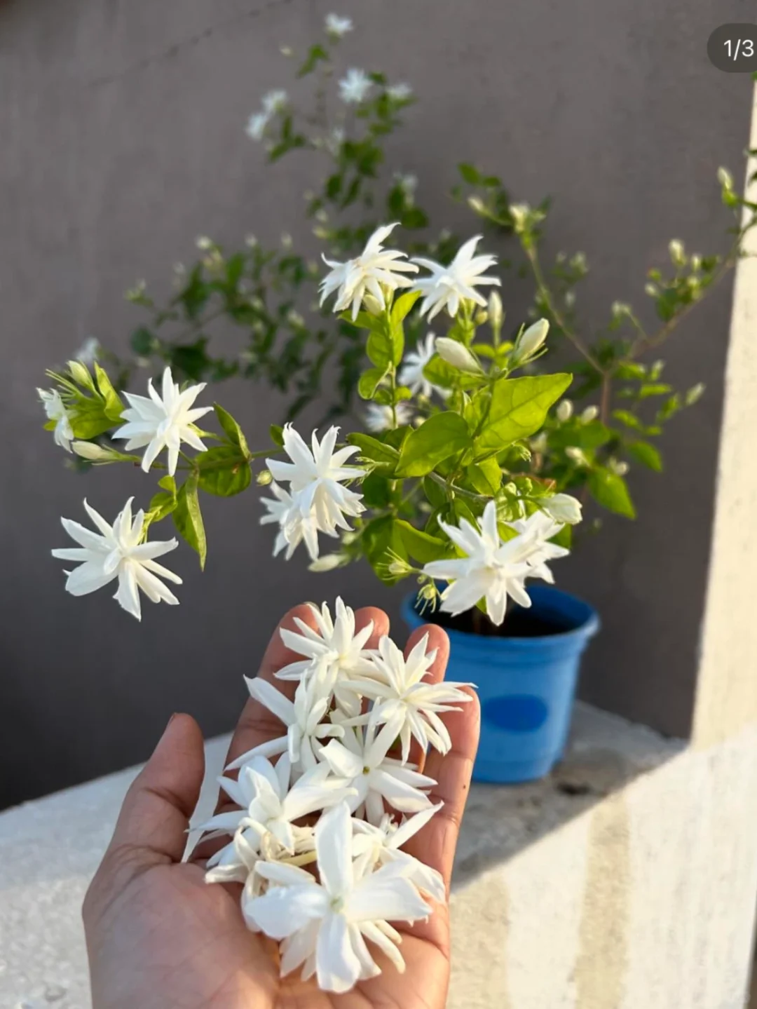 你们秋播准备种啥？