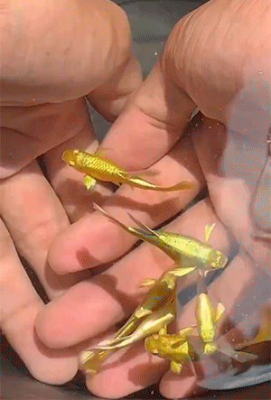 第一次见这么金的