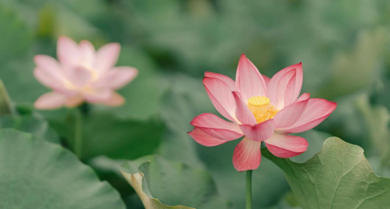 美国对俄制裁开“后门”，打的什么算盘？
亲爱的朋友们大家好，我是海林小百科！今天