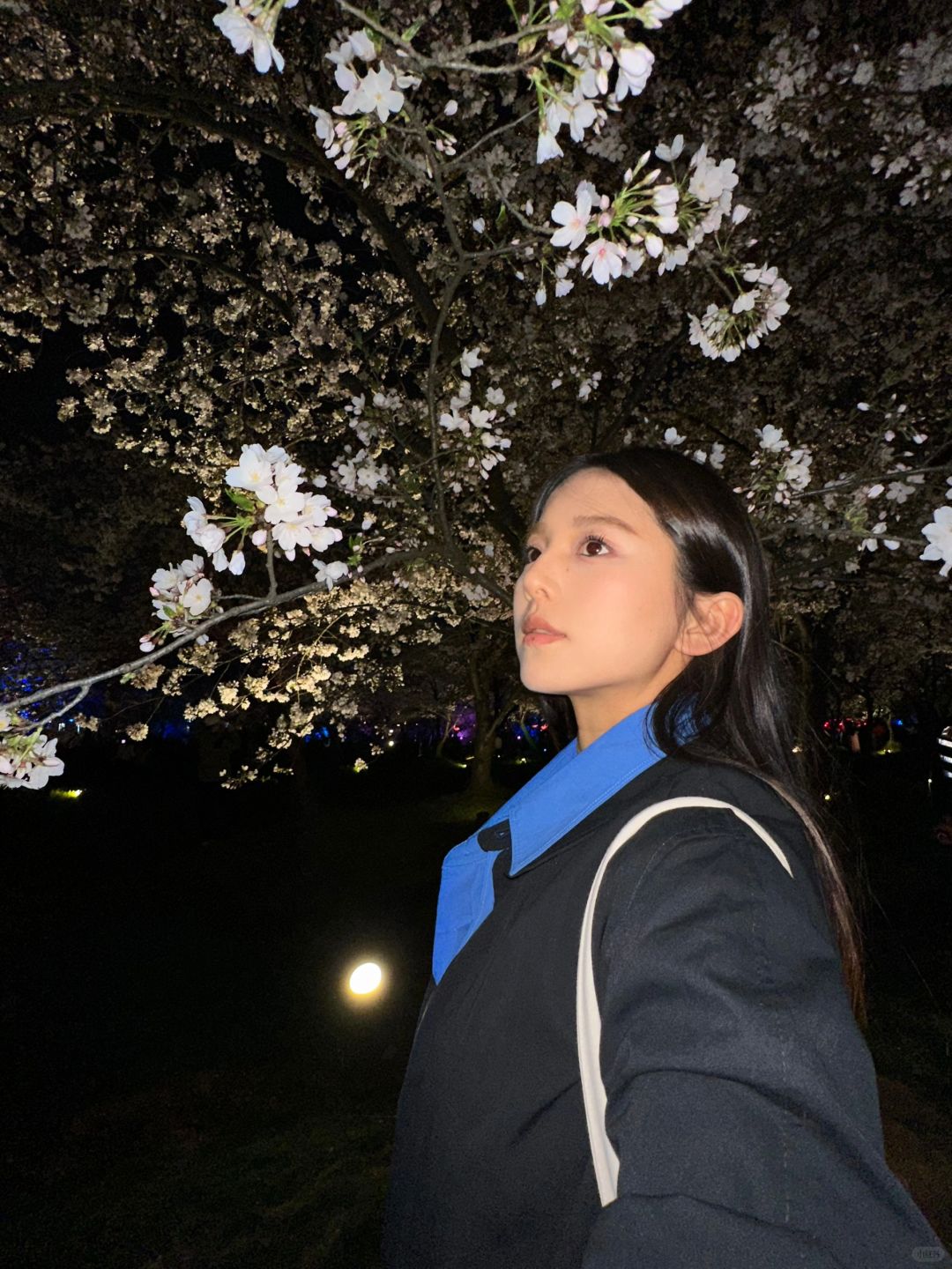 sakura🌸