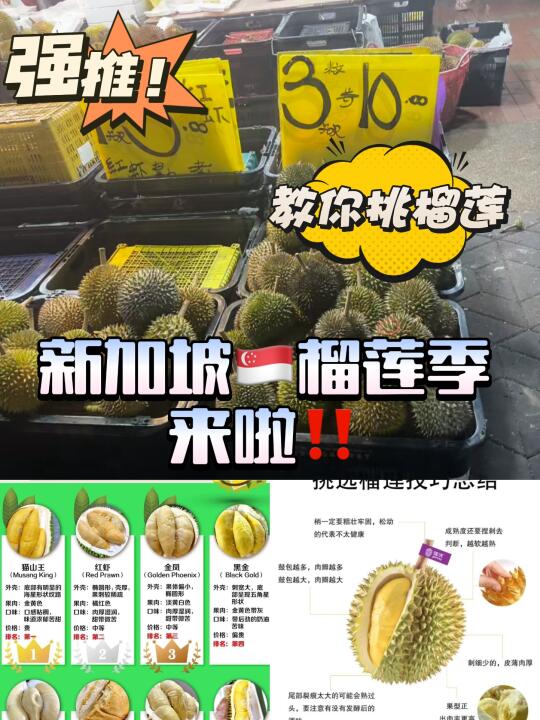 🇸🇬新加坡榴莲季来啦！强推你来尝尝