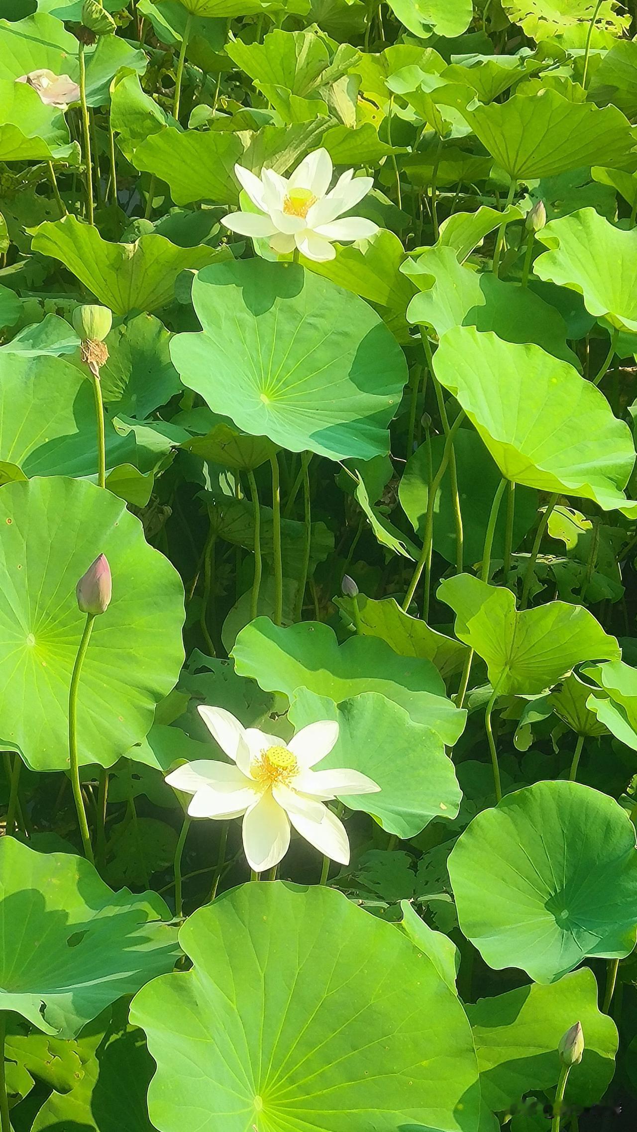 六十岁的“花季”

人的六十就和十六岁一样美好。

在这个岁数，中年时期的生活重