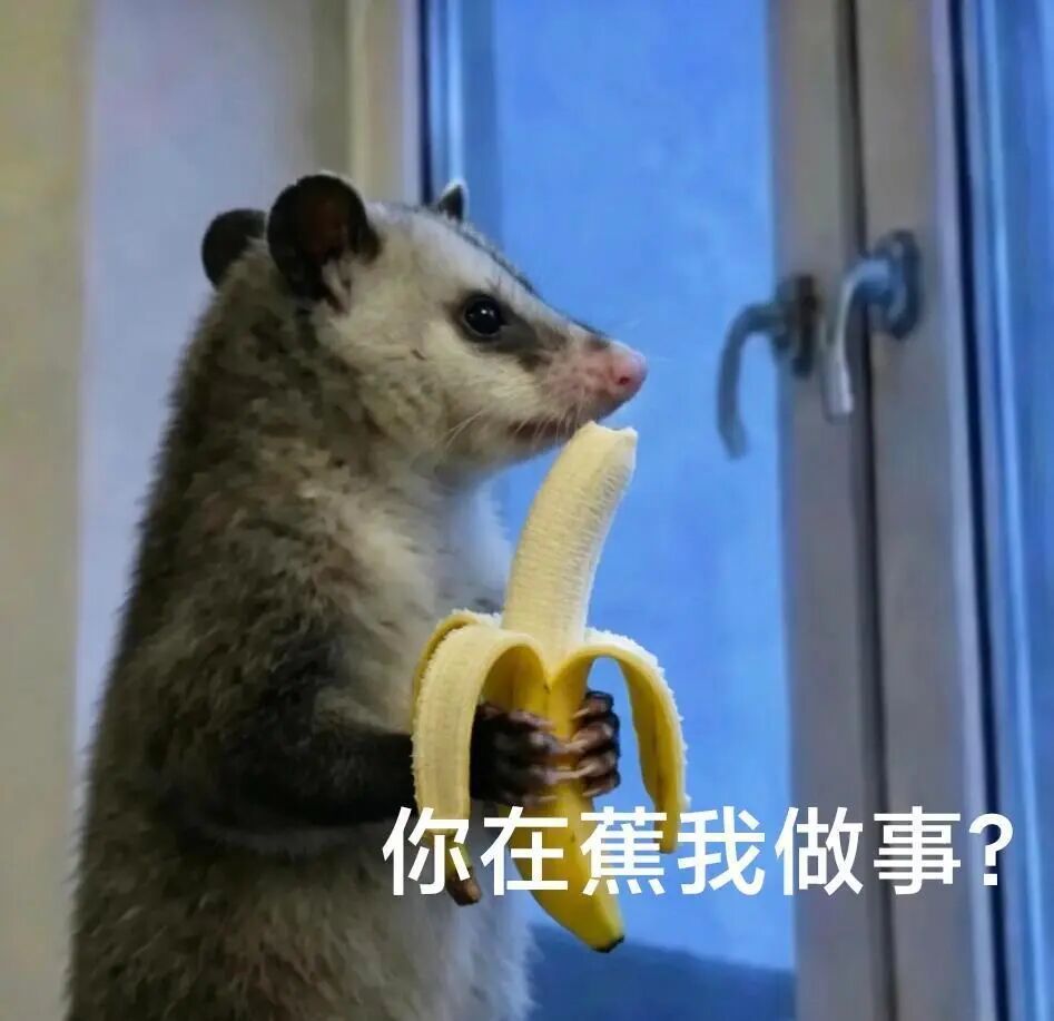 负鼠表情包分享合集，聊天必备