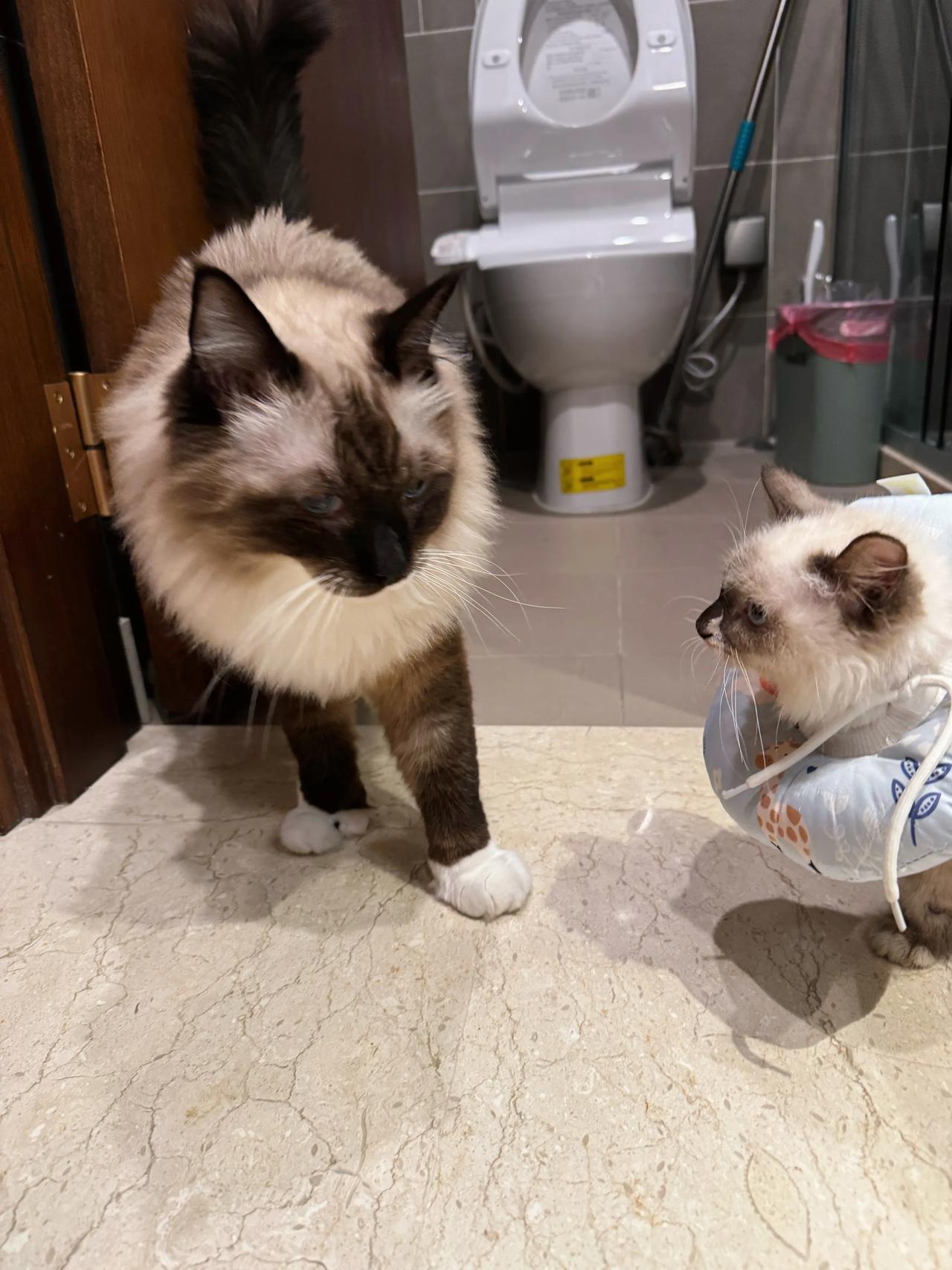 别着急，长大后你就成了我！
#萌宠# #猫咪#