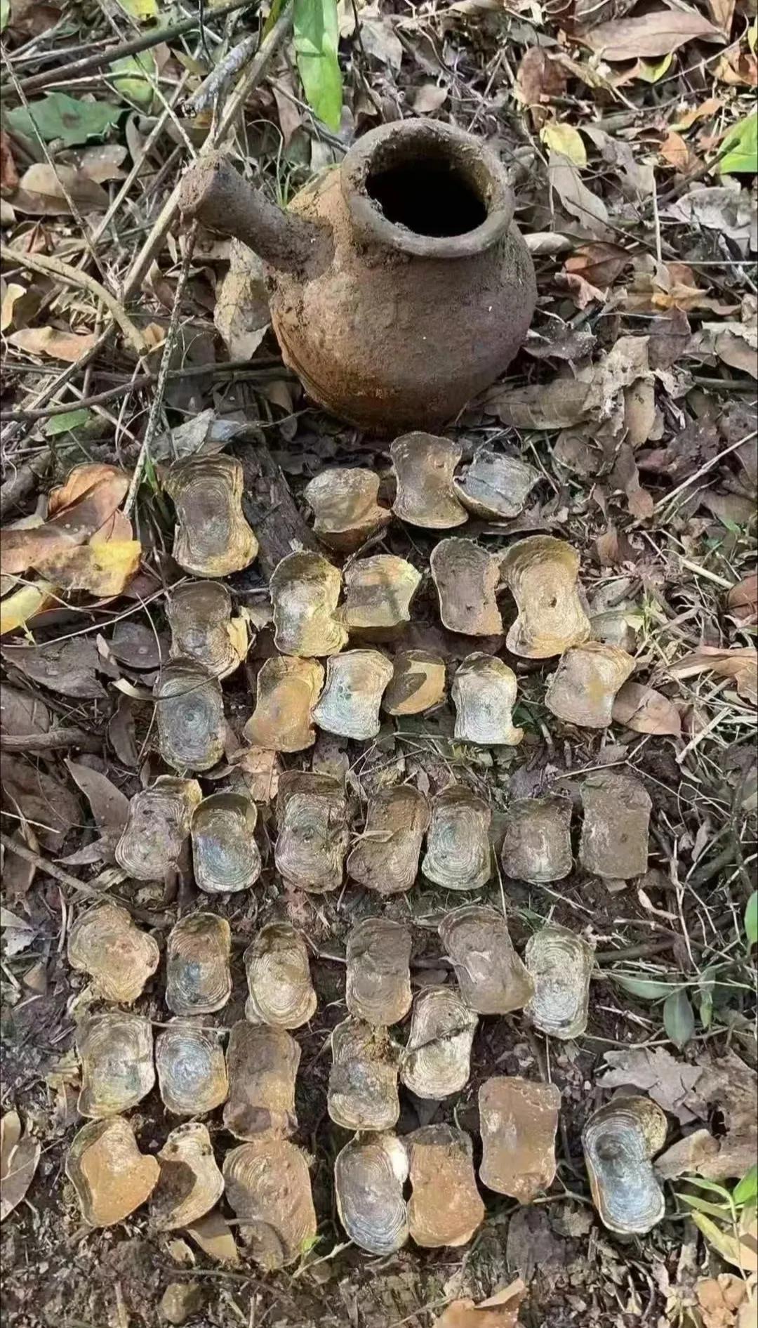 猪圈里挖出一个罐子，里面全是这玩意儿，需要上交吗？