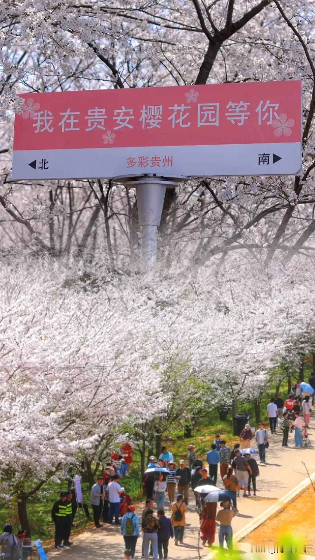 藏在贵州的春天！花开有期，人间美好！目前平坝樱花（贵阳贵安万亩樱花）竞相绽放，花