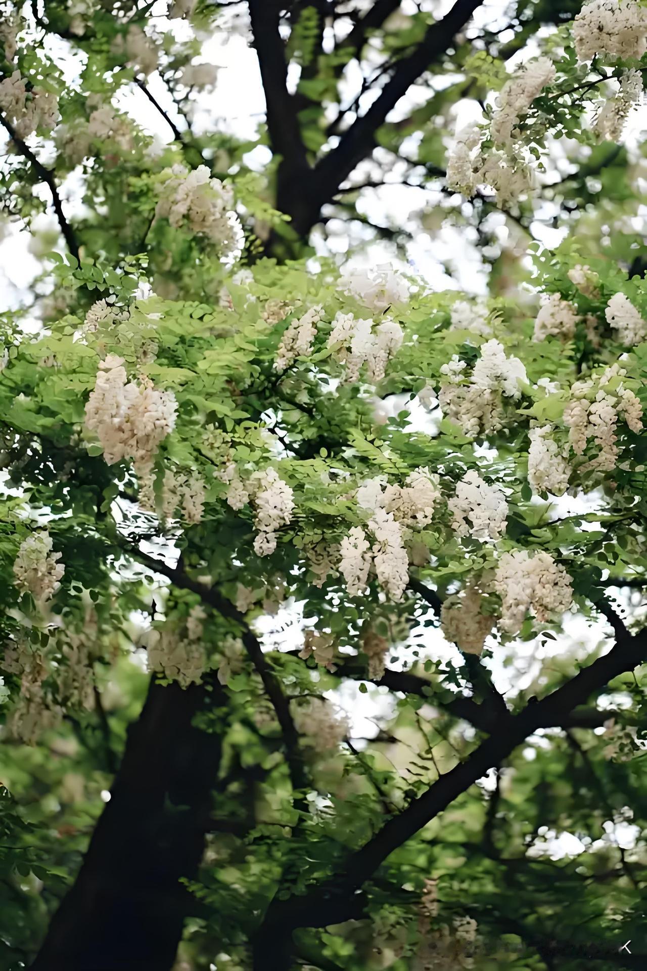 《直宿南宫》
——宋·杨万里
独直南宫午独吟，
祥云淡淡竹阴阴。
小风慢落鹅黄雪