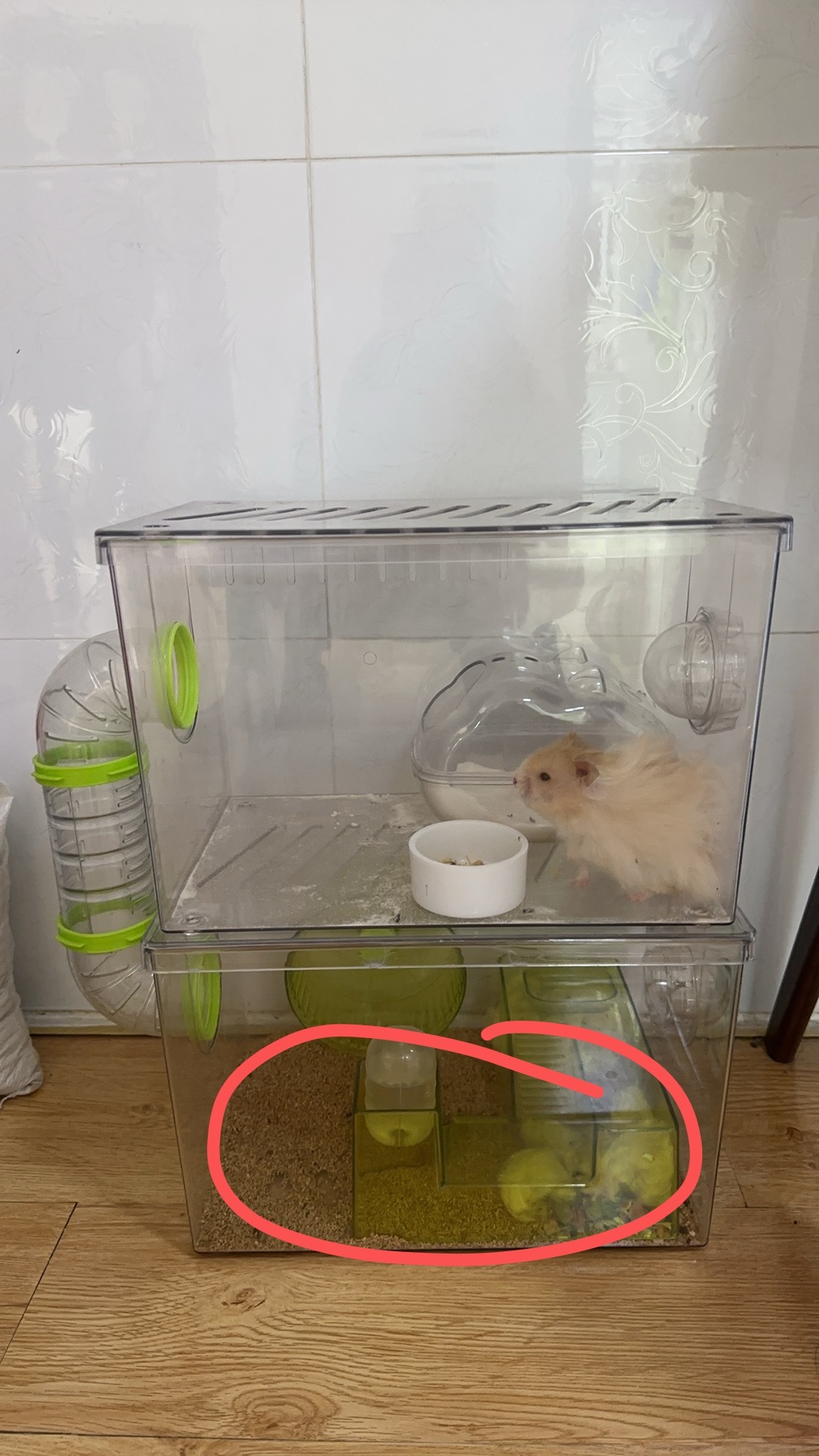 早上仓鼠宝宝躲在下面这个棉花里，我趴在地上找了半天没看到她，我又倒吸了一口气
