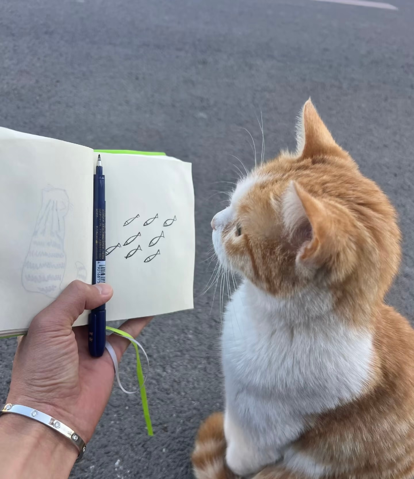 ：猫猫，今天教你一个成语，画鱼充饥 ​​​