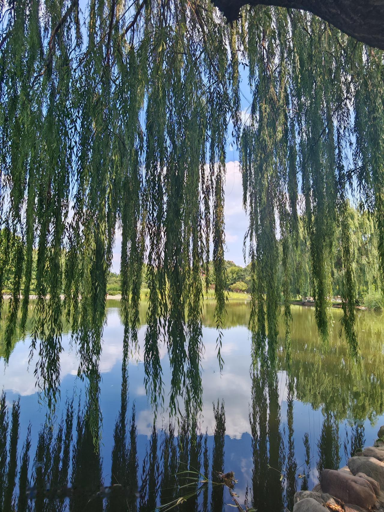 通州区梨园公园的风景真的独好！初夏时节，梨园文化休闲公园主路东侧，猬实花海美翻了