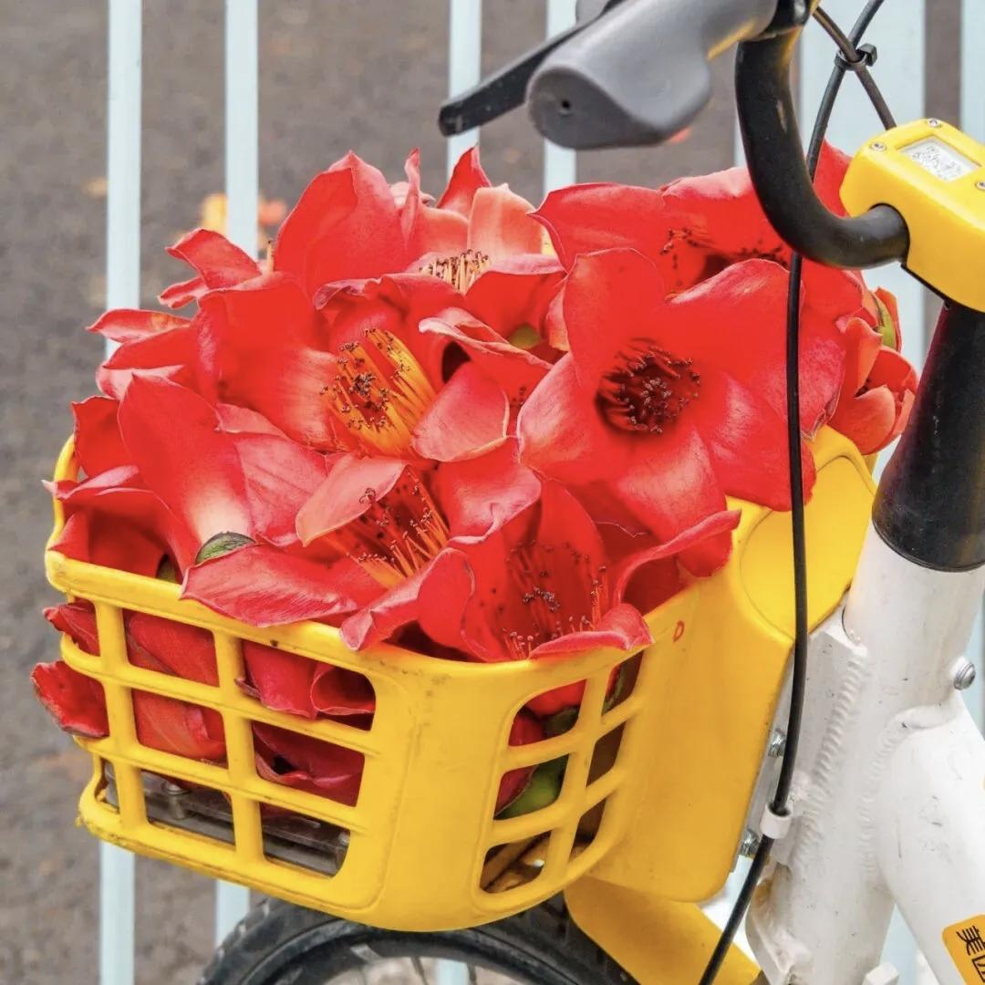 满城春色半城花～