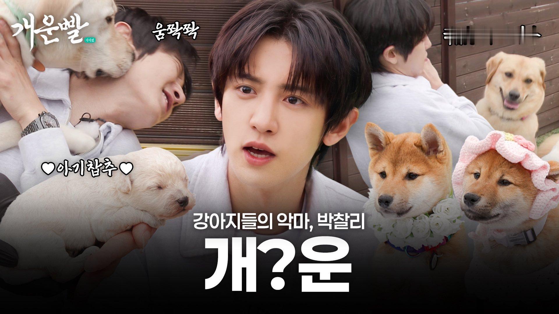 来看朴灿烈大狗狗和小狗狗们🐶
