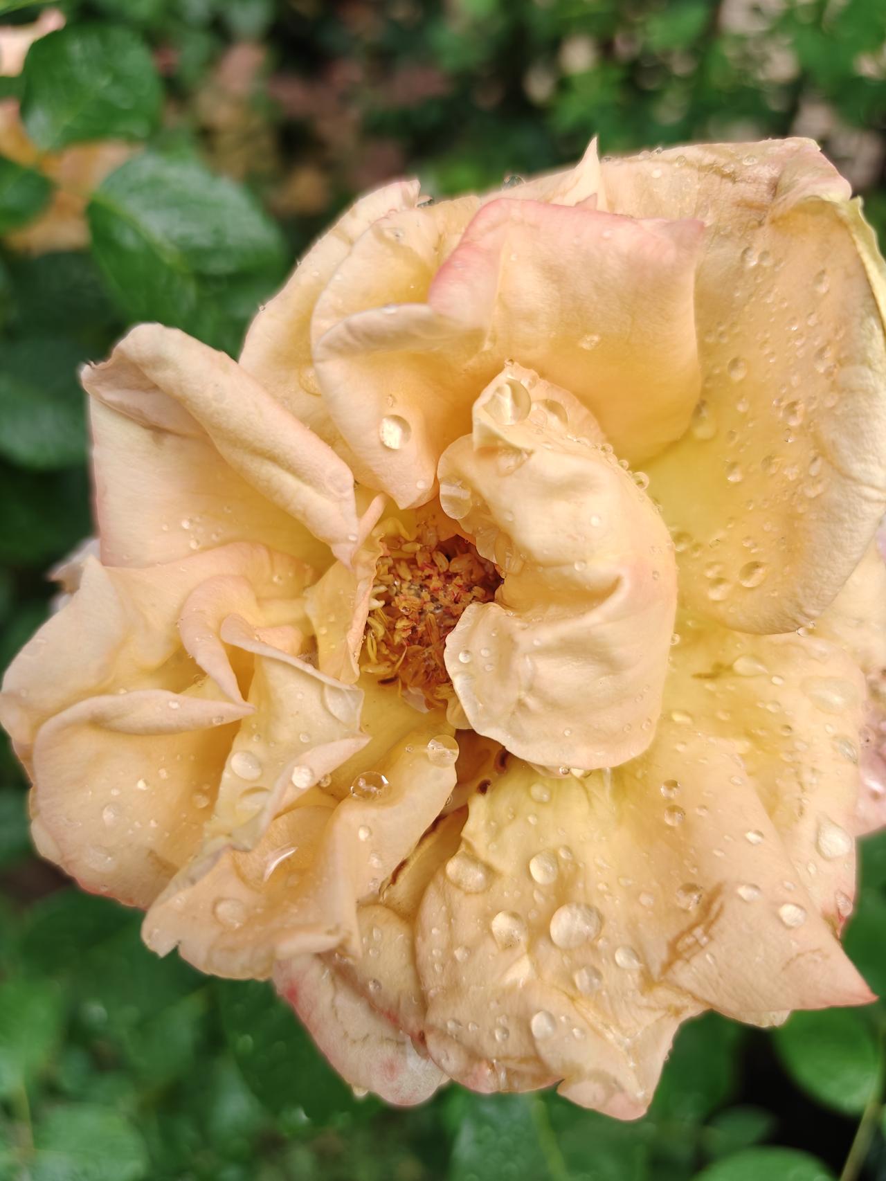 夏日生活打卡季遭受一早餐狂风暴雨冰雹洗礼后的玫瑰花