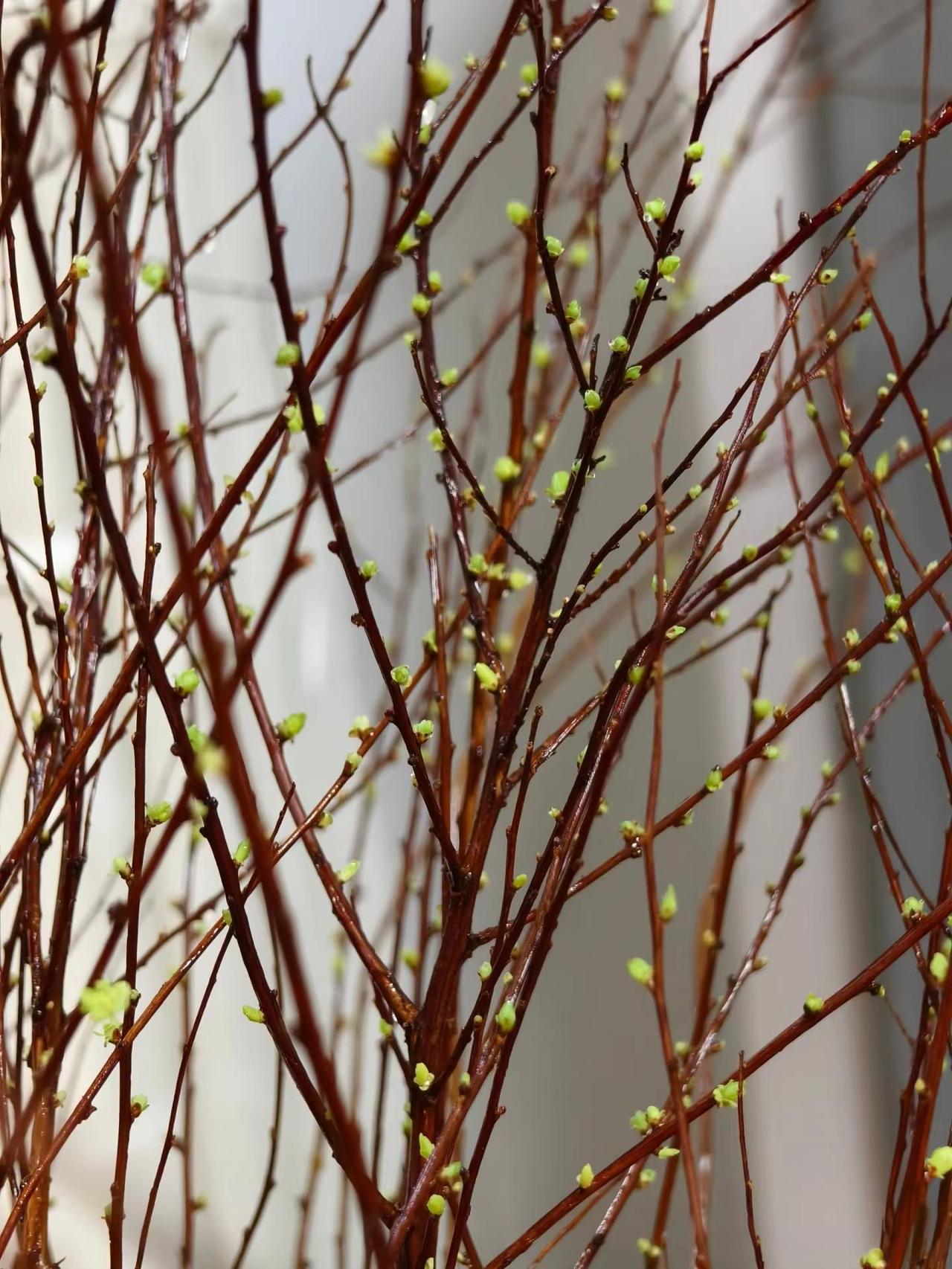 遇见初春好风景。