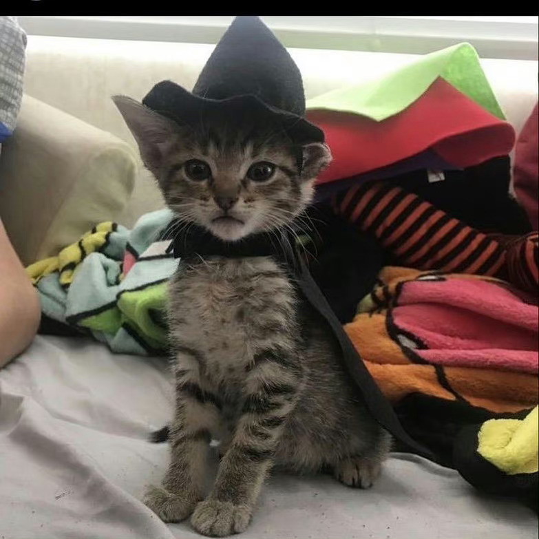 Happy Halloween🔮🧙🏻‍♀️ ​​​