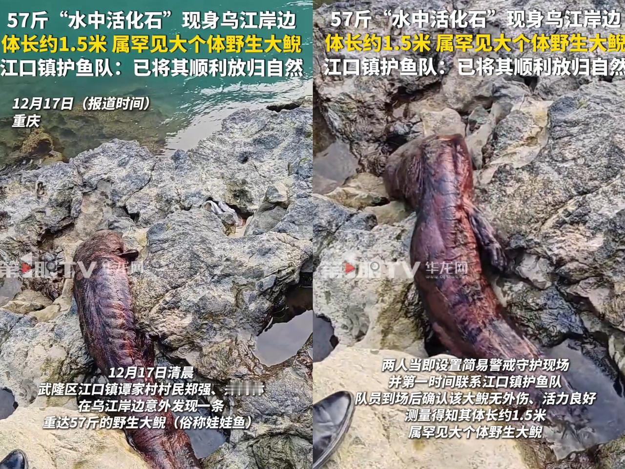 “幸亏发现及时！”重庆一村民干活时，突然发现石头缝有动静，他起初以为是“辣条”，