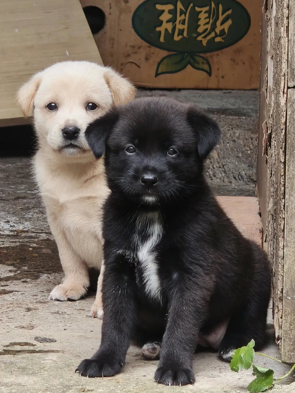 狗狗的世界，充满了无限可能。萌萌的小狗🐶