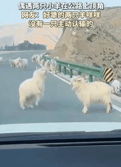 甘肃一男子开车偶遇一群羊，他本想绕过去，可两只小羊竟然在公路上，互相顶角谁也不服
