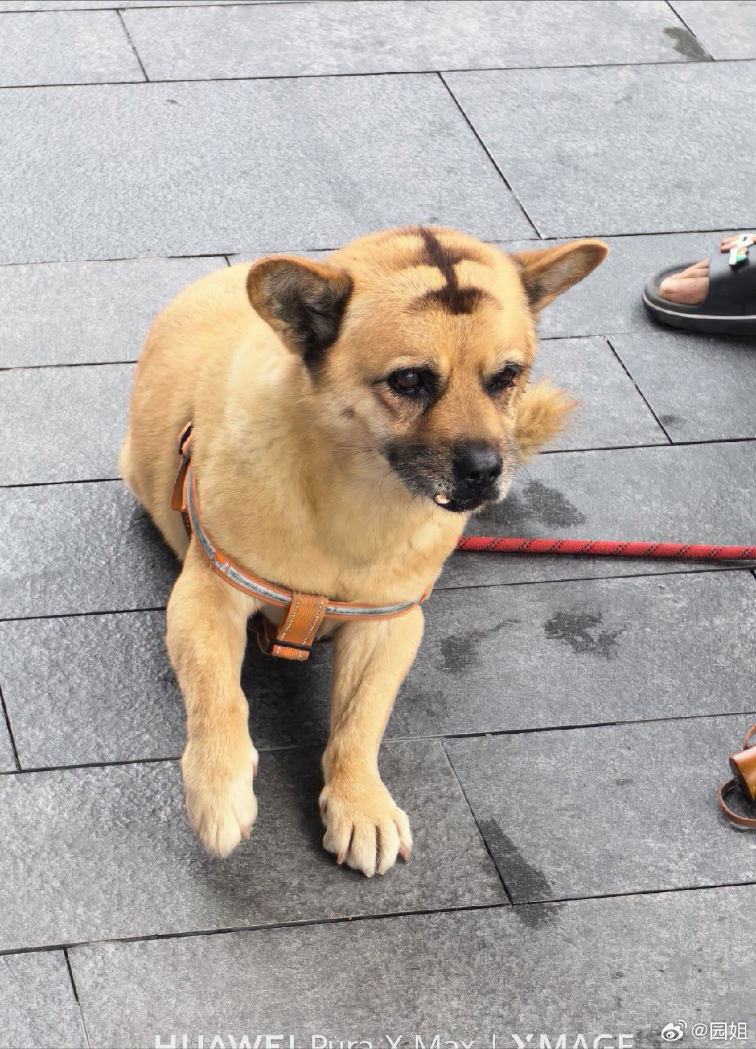 看到一直小狗，头上烫印一个王字，还别说带上这个字以后霸气好多