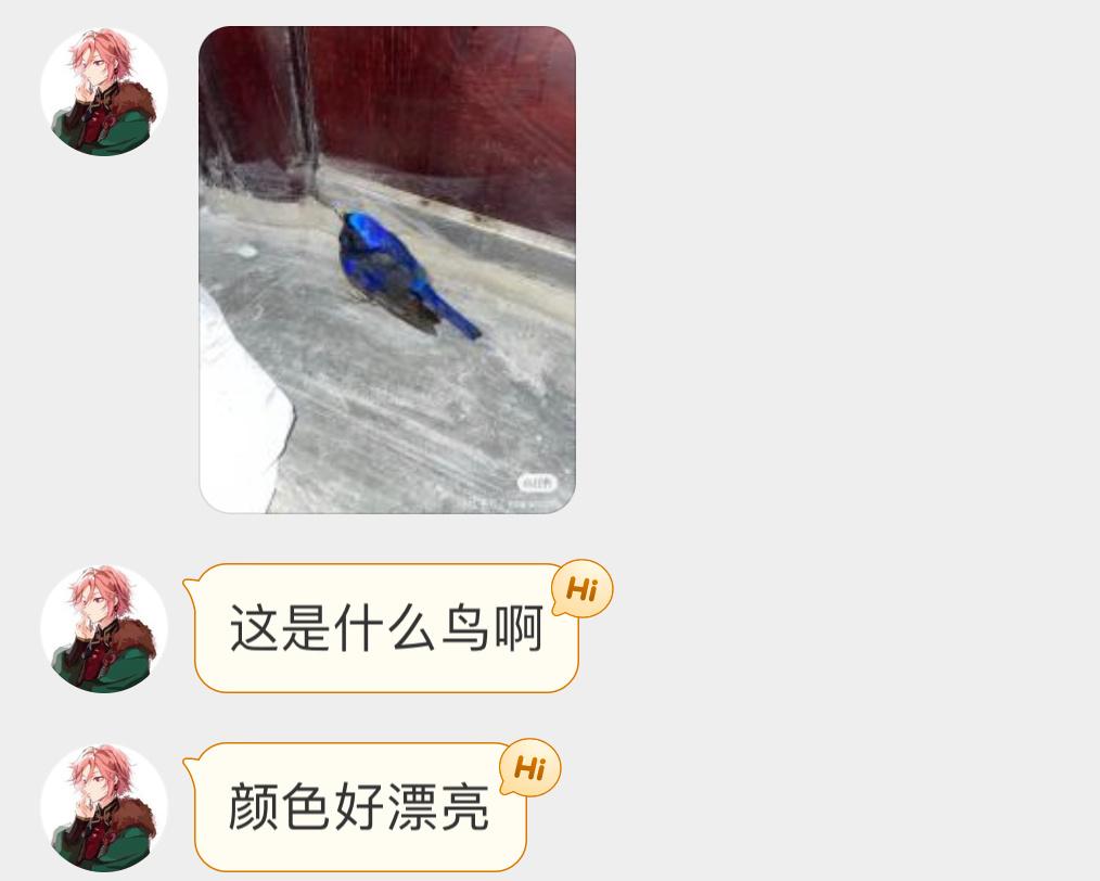 蓝到发光的【棕腹仙鹟】（二级保护鸟类🐦 ​​​