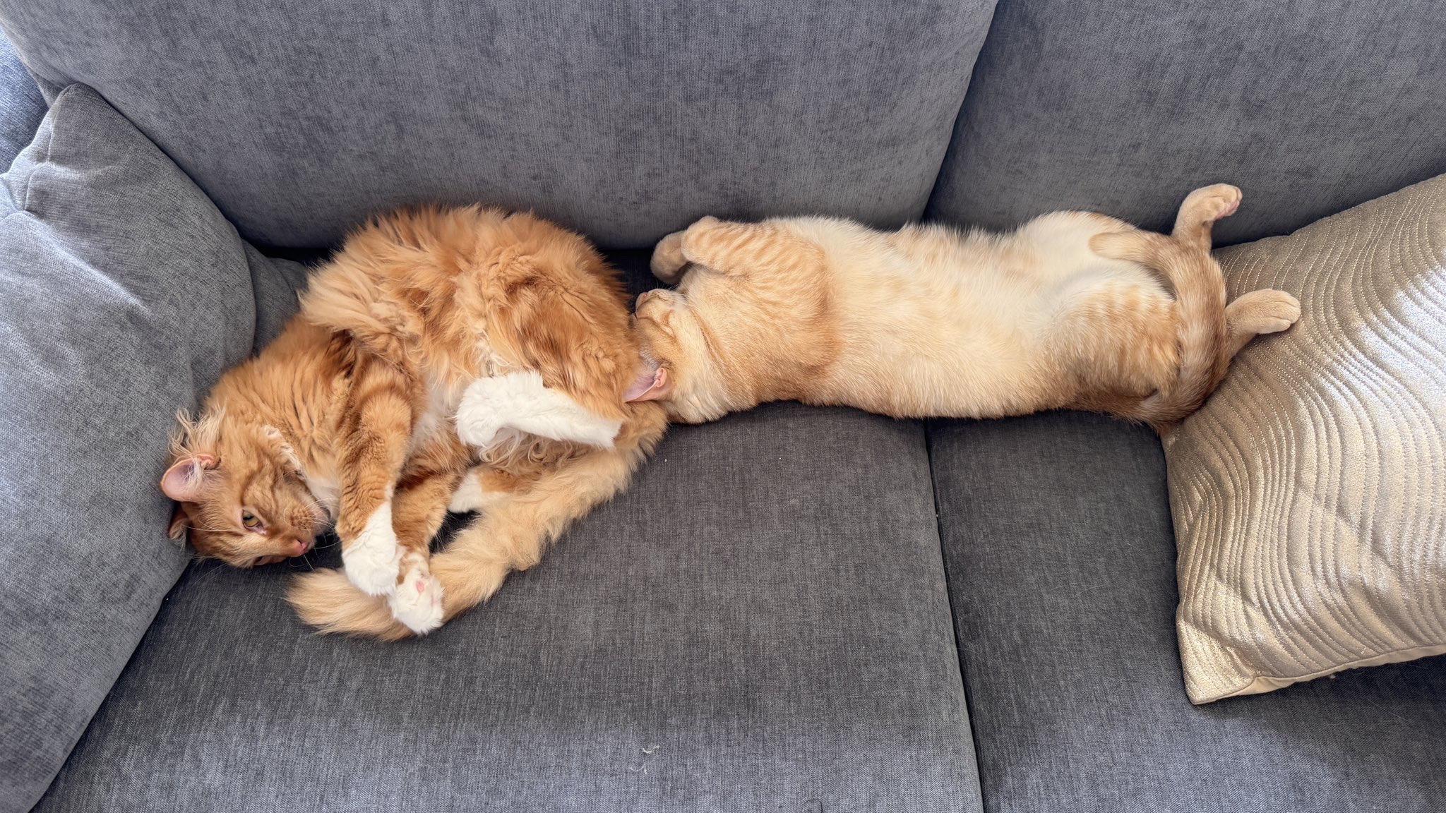 今天的饭𓎩𓌉 𓇋。宝宝们一起在沙发上睡着了⸜(๑‘ᵕ‘๑)⸝* ...