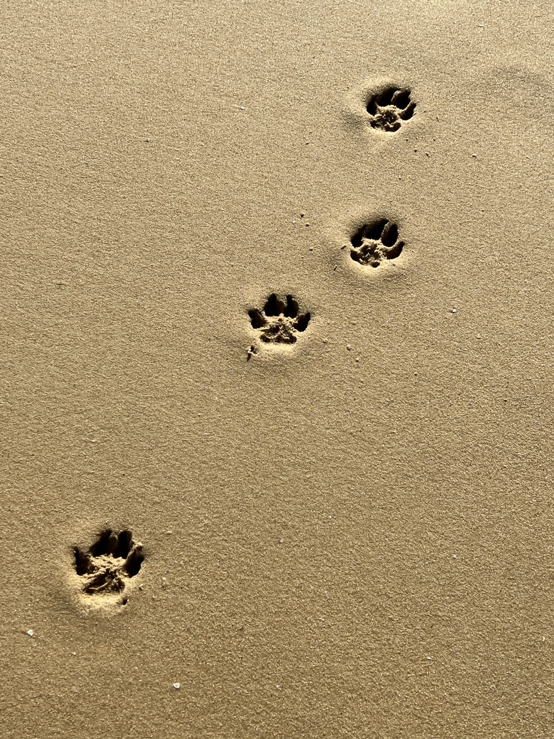 墨尔本周边 宠物友好营地推荐⛺️