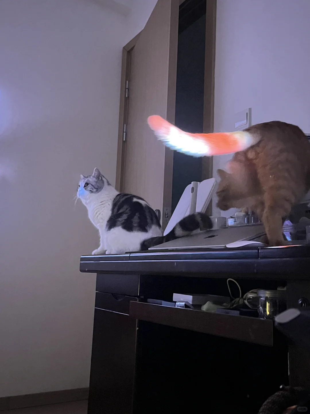 家庭影院版小猫咪上线🔔