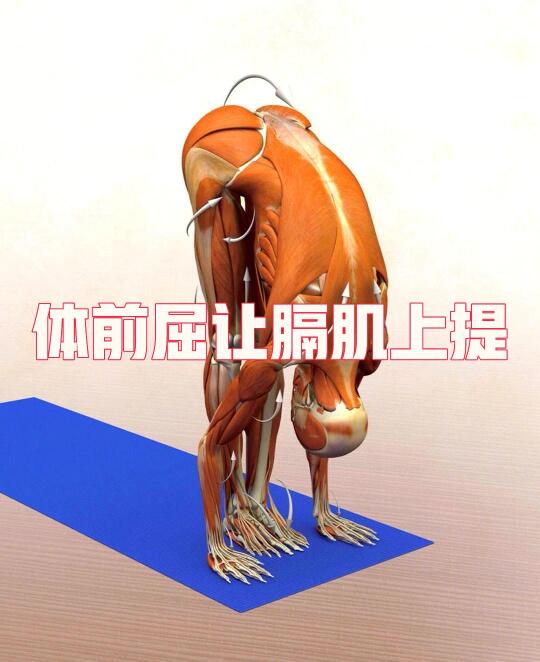 为何体前屈下去膈肌上提