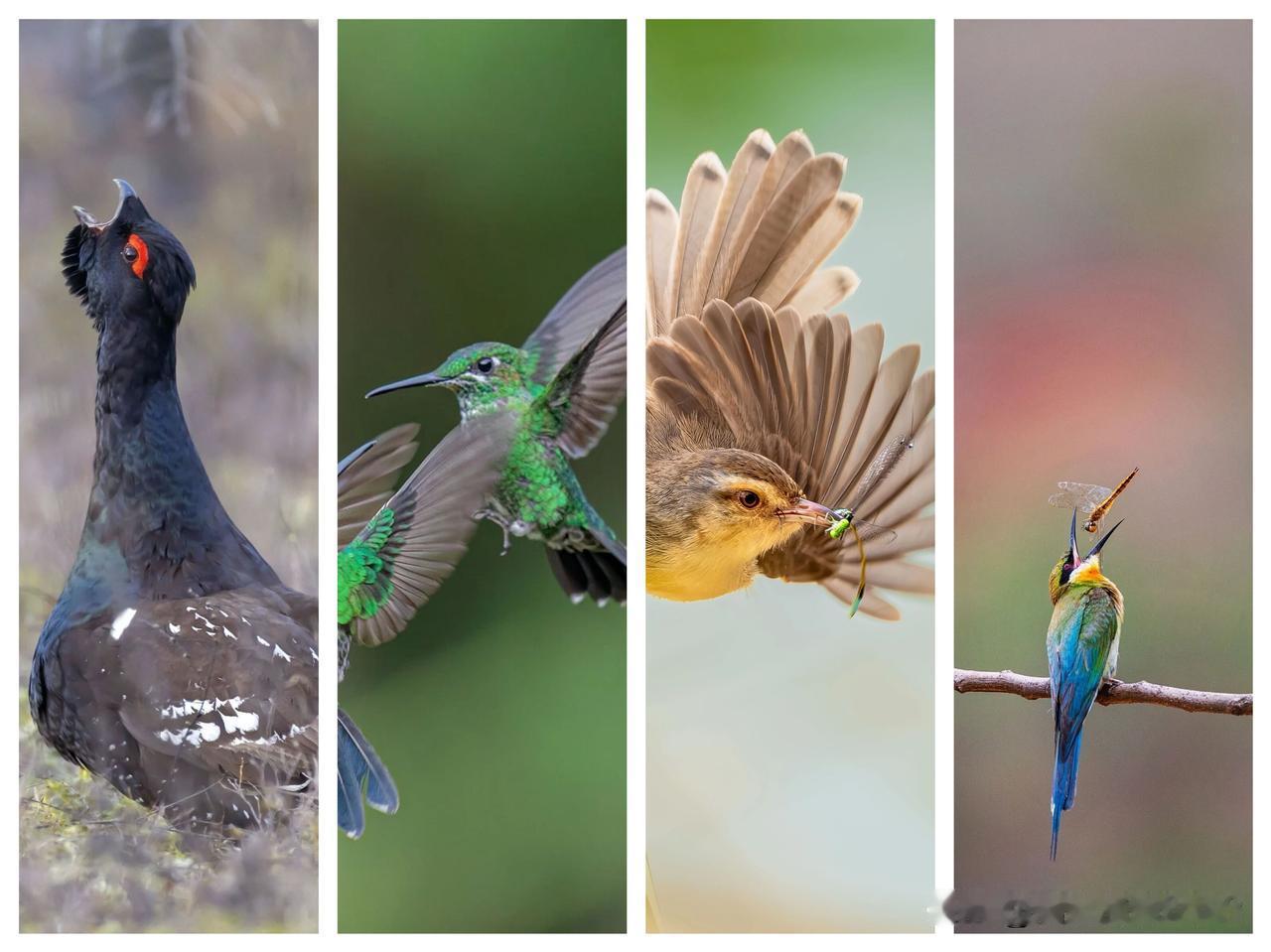 鸟鸣云南，26年4月的灵动瞬间！🐦

家人们，云南的鸟儿们，在4月的春光里超活