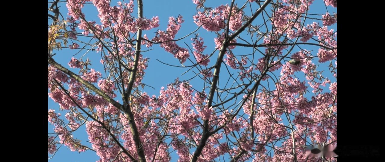 云南冬樱赋
 
朔风不至，炎荒无冬。碧落如练，舒万里之澄明；绯樱似霰，缀千枝之秾