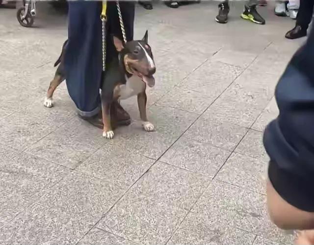 我个人不反对养狗，主要是平时养狗人士要注意这3个细节：

第1.不养烈性犬，烈性