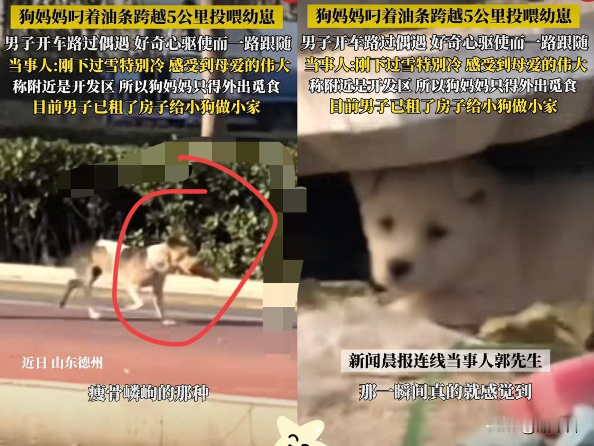 母爱不分物种！山东德州，一条狗叼着油条，跑了5公里，自己都已经瘦成皮包骨头了，把