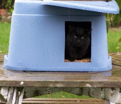 網路上搜索一些幫助流浪動物的DIY避難小屋，最好用的大概是收納箱吧，防水又防寒，
