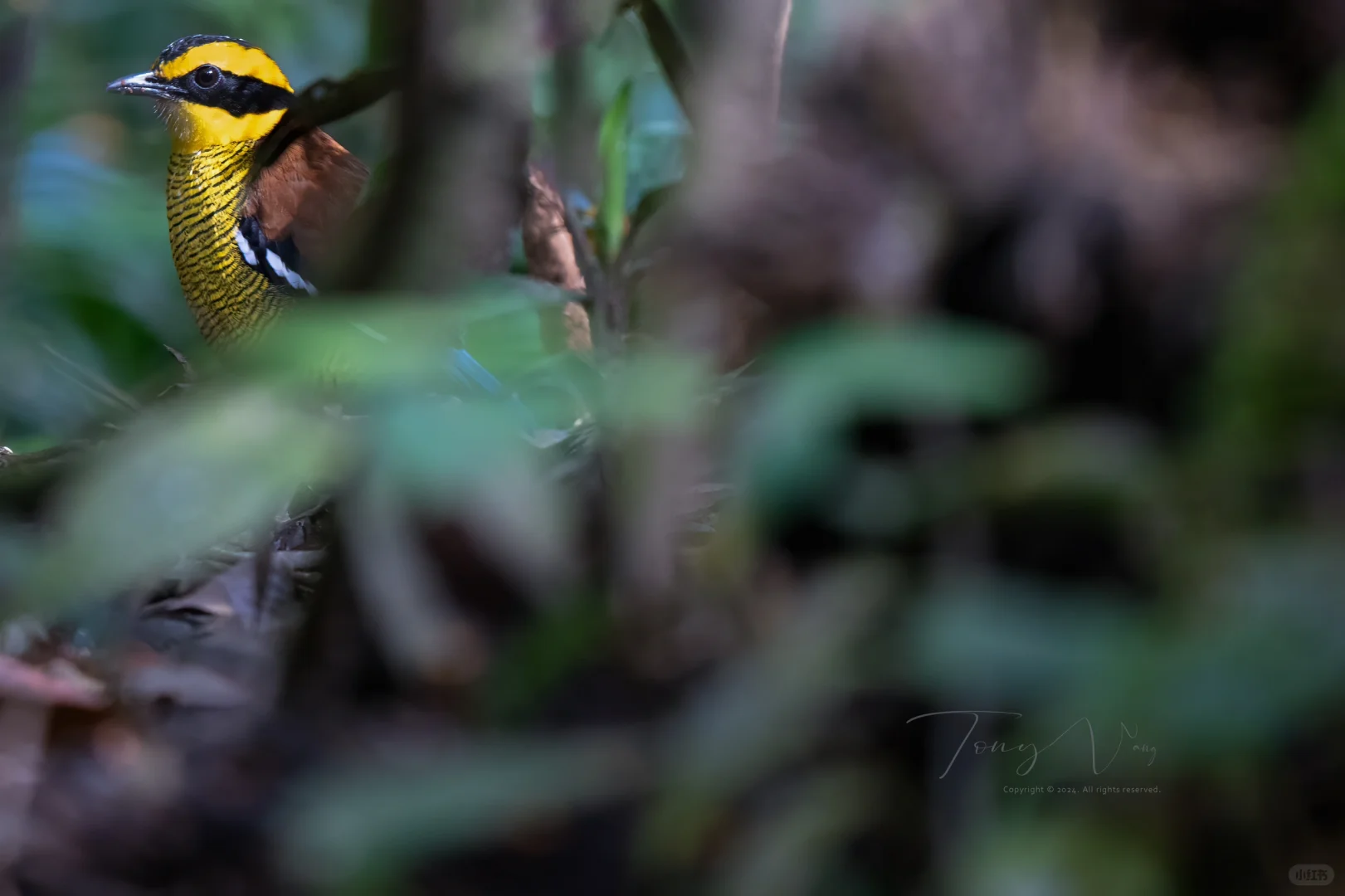 我看到降落在婆罗洲雨林里的宝石