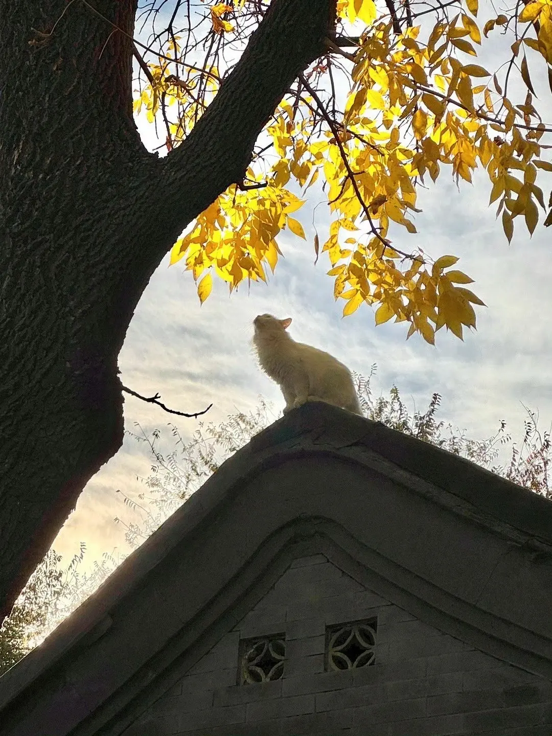 北京的秋🍂 北锣鼓巷