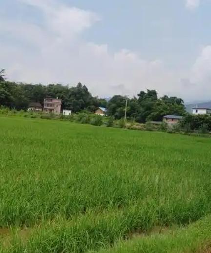 阳山吴锡波上“头条啦”！真的让很多人没想到，搞农业的吴锡波，一下子被更多人知道，