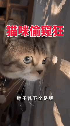 猫咪偷窥狂 …[泣不成声]