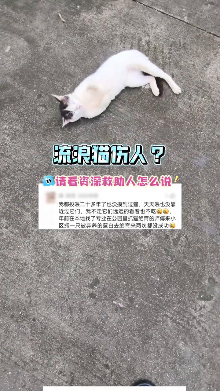 流浪猫伤人？请看资深救助人怎么说。
我都投喂二十多年了也没摸到过猫，天天喂也没靠