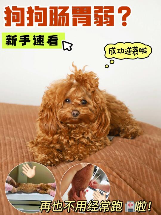 救命！贪吃狗子把自己整进🏥了~