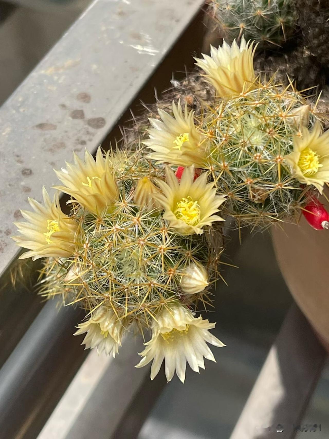最近把自己整傻了，为了治疗喉痛，拼命吃清凉糖梨膏糖，又去采了金银花泡茶，再去买了