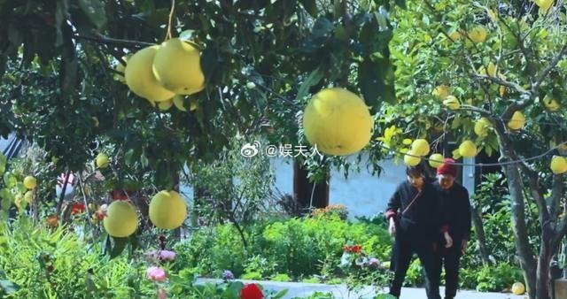 好想去李子柒家捡柚子呀！[允悲] 