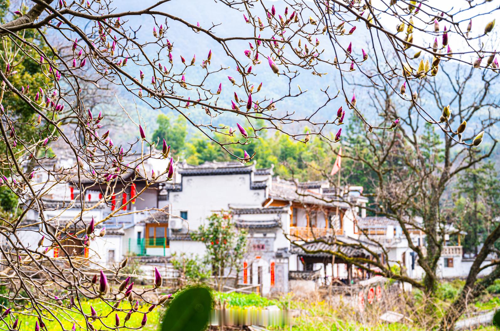 记忆里，知道塔川这个地方是它的秋色，早晨的山谷里晨雾缭绕，金黄的乌桕树间炊烟袅袅